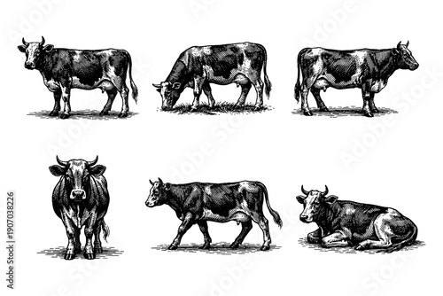 Vintage cow engravings in detailed black and white sketches