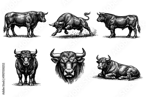 Set of vintage bull engravings: diverse poses and detailed designs