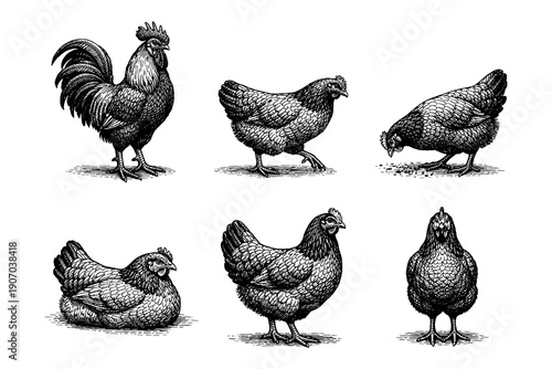 Intricate black and white hen and rooster sketches