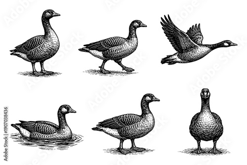 Detailed engraving style illustrations of geese in various poses
