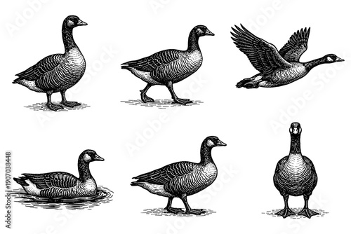 Detailed goose drawings: six intricate vintage bird sketches in black and white