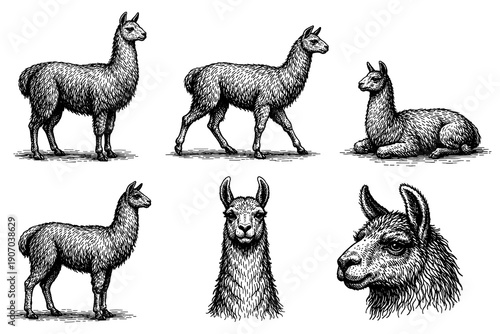 Detailed engravings of llama poses and portraits in black and white