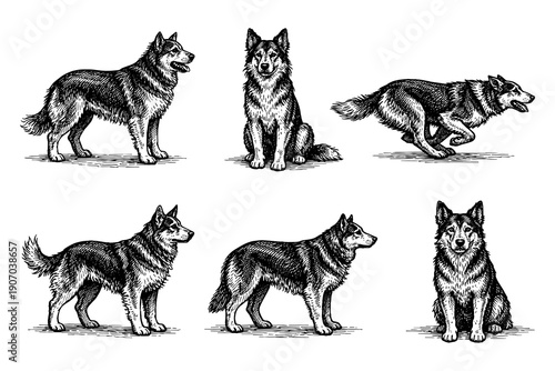 Set of detailed hand-drawn wolves in various poses and actions