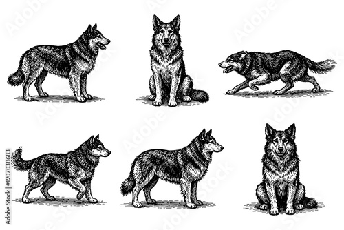 Detailed engraved dog collection featuring graceful canine poses
