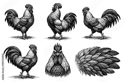 Detailed vintage rooster engravings in multiple poses