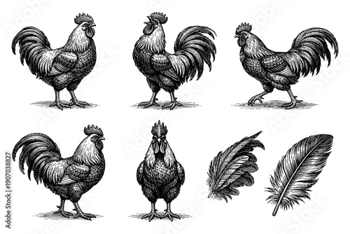 Intricate rooster sketches with detailed feathers in black and white style