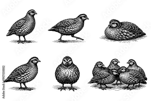 Detailed hand drawn quail birds collection in vintage style