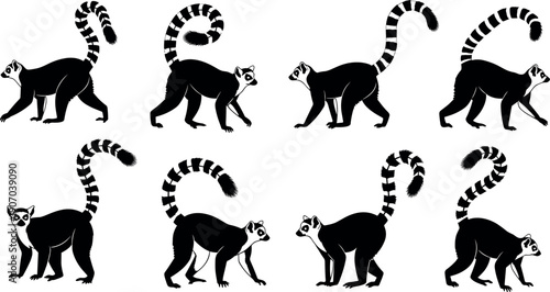 Set of walking ring-tailed lemur silhouettes with striped tails isolated vector illustrations for wildlife design and animation.