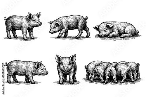 Detailed farm pig engravings featuring various poses and group interaction