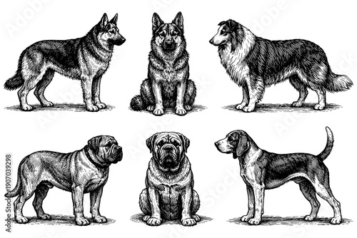 Detailed black and white sketch of various dog breeds in classic style