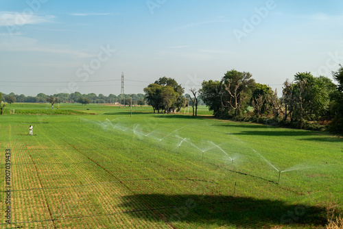 Photography Sprinkler irrigation system in lush green Rajasthan farmland