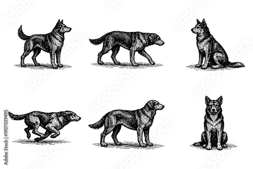 Vintage dog engravings: classic canine sketches highlighting various breeds and poses