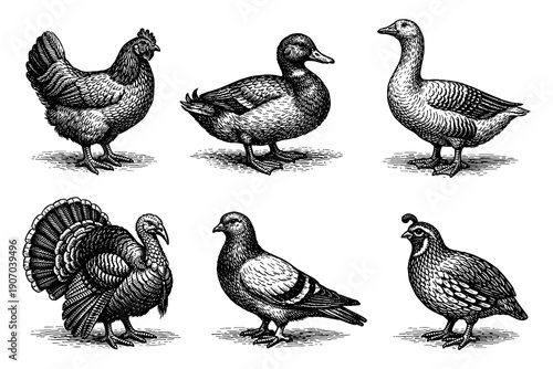 Vintage farm birds collection with detailed engravings of poultry and waterfowl