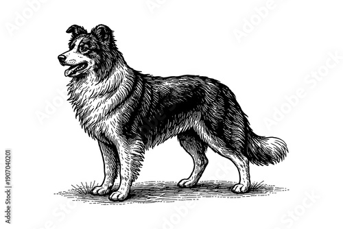 Detailed hand drawn dog sketch displaying loyal border collie in vintage style