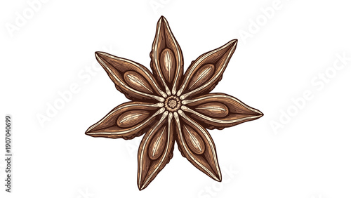 Detailed vintage style color sketch of a star anise shows realistic texture and form for culinary and spice themes.