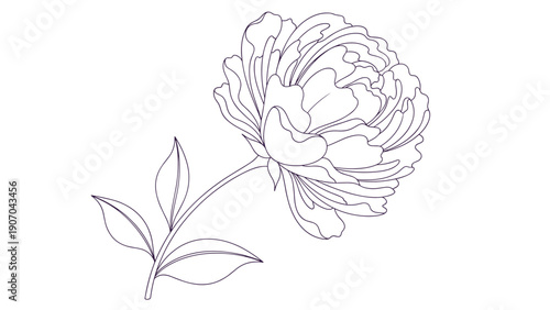 Large and detailed black and white outline of a peony flower shows many layers of ruffled petals and a few leaves on a simple stem.