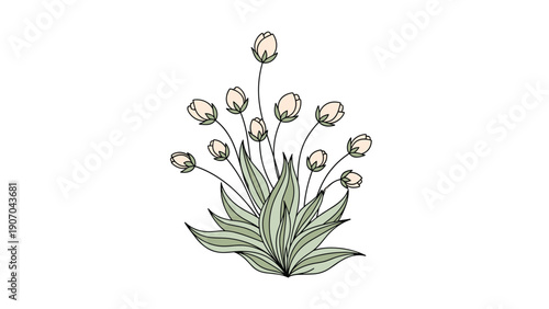 Graceful illustration of a flowering plant features several small buds on thin stems emerging from a cluster of large, pointed green leaves.