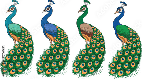 Peacock bird characters, colorful feather tail variations isolated on white background, decorative wildlife vector illustration set