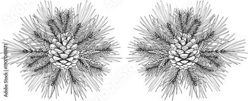 Pine Cone Botanical Illustration Set Featuring Evergreen Branches, Forest Nature Elements, Detailed Hand Drawn Style, And Editable Vintage Vector Artwork