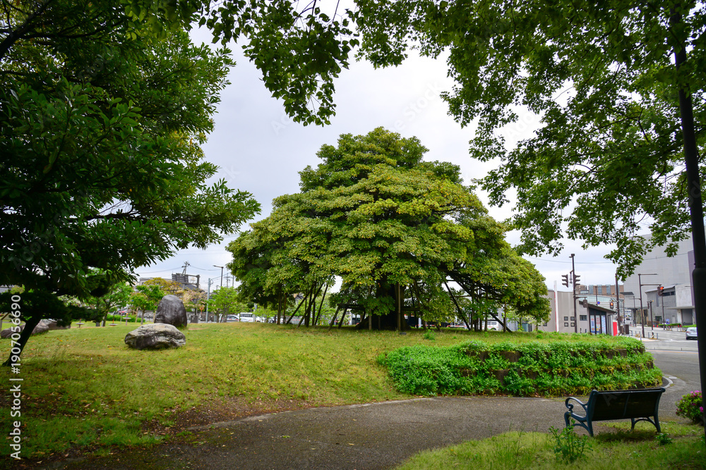 Fototapeta premium Lush greenery in the famous Kenrokuen Garden in Kanazawa, Japan