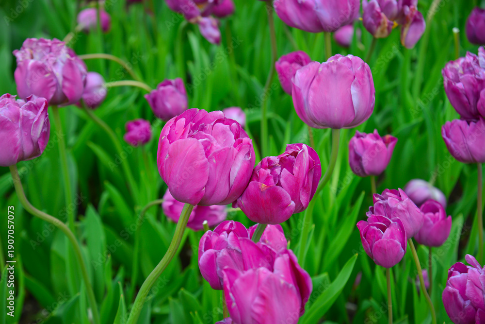 Fototapeta premium Colorful tulips in full bloom at Tonami Tulip Park in Toyama, Japan.