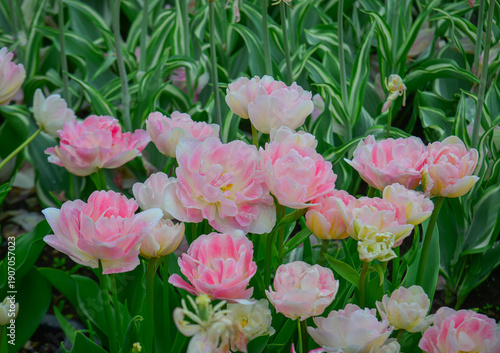 Colorful tulips in full bloom at Tonami Tulip Park in Toyama, Japan.