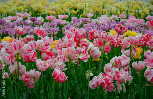 Colorful tulips in full bloom at Tonami Tulip Park in Toyama, Japan.