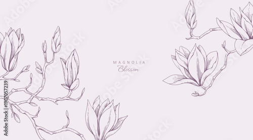 Magnolia blooming. Spring background with flowers and brunch. Detailed botanic floral collection for Valentines day invitation, wallpaper