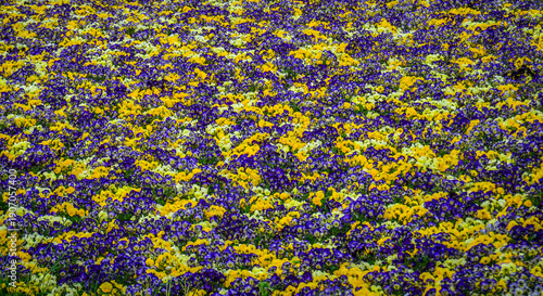 Beautiful spring landscape with a colorful carpet of pansy flowers