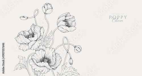 Poppy flowers background. Detailed hand drawn ink illustration for invitation, line tattoo art or save the date
