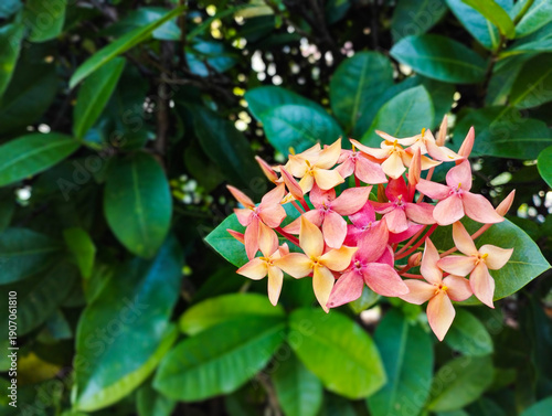 A cluster of peach and pink Ixora flowers blooming amidst dense, dark green foliage in a bright, natural setting.