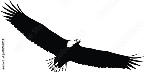 Eagle silhouette flying high in the sky with outstretched wings and sharp talons visible from a low angle