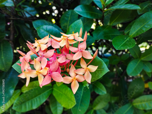 A cluster of peach and pink Ixora flowers blooming amidst dense, dark green foliage in a bright, natural setting.
