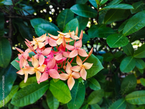 A cluster of peach and pink Ixora flowers blooming amidst dense, dark green foliage in a bright, natural setting.