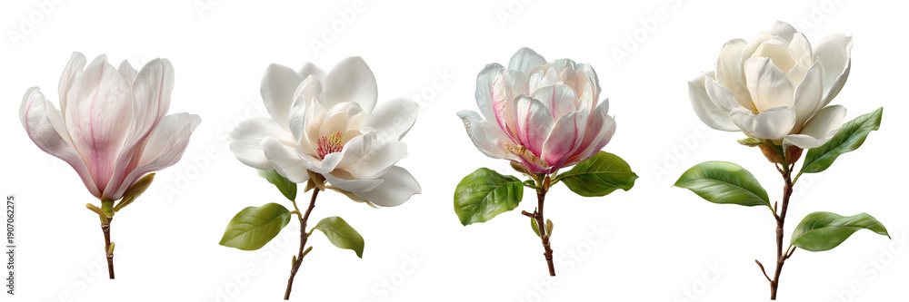Obraz premium Four blooming magnolia flowers with delicate pink and white petals and green leaves isolated on a transparent background