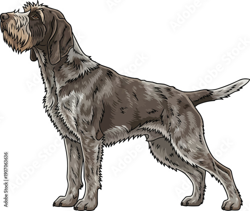 Slovak Rough haired Pointer Dog standing side profile view 
