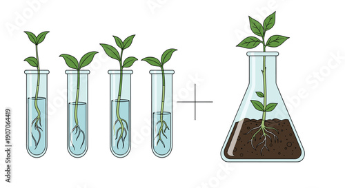 Scientific illustration showing small plant cuttings growing in glass test tubes and a laboratory flask with soil.