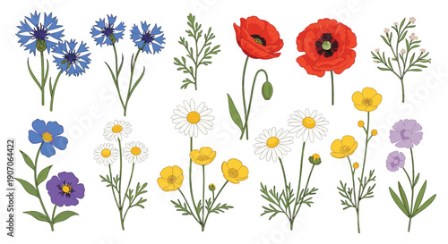 Diverse collection of colorful hand drawn wildflowers including poppies daisies and cornflowers on a white background.