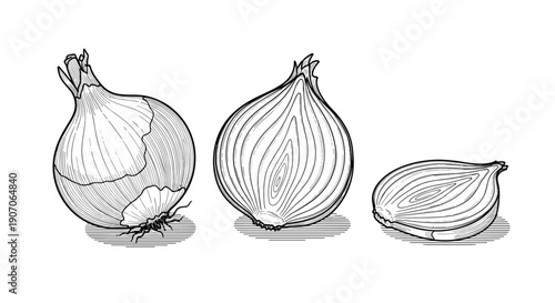 Set of hand-drawn vintage engraving onions featuring a whole bulb, a half section, and a small wedge for culinary design.