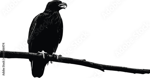 Bird perched on branch in forest, isolated silhouette, monochrome scene viewed from side