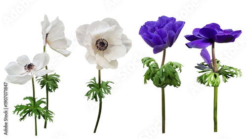 White and purple anemone flowers set isolated on transparent background. Spring floral elements for wedding invitations, greeting cards and botanical design. regency style