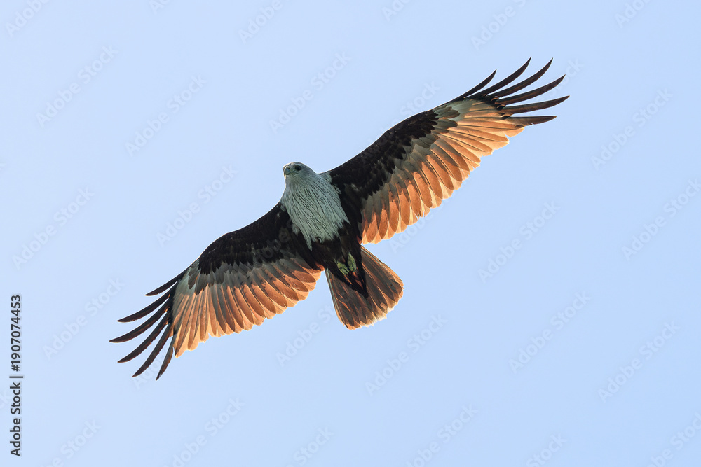 Fototapeta premium Reddish Brown Eagle flying in Langkawi Malaysia