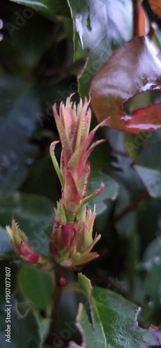 Photos A young rosebud rises among glossy leaves, its red‑green petals still tightly closed