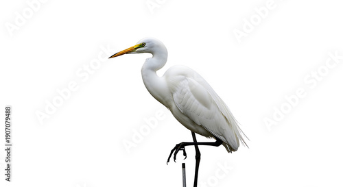 Elegant white egret bird standing on one leg in misty wetland nature scene