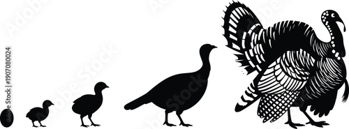 Turkey life cycle silhouettes featuring egg chick juvenile and adult wild turkey in black vector illustration set isolated on white background for farm wildlife design