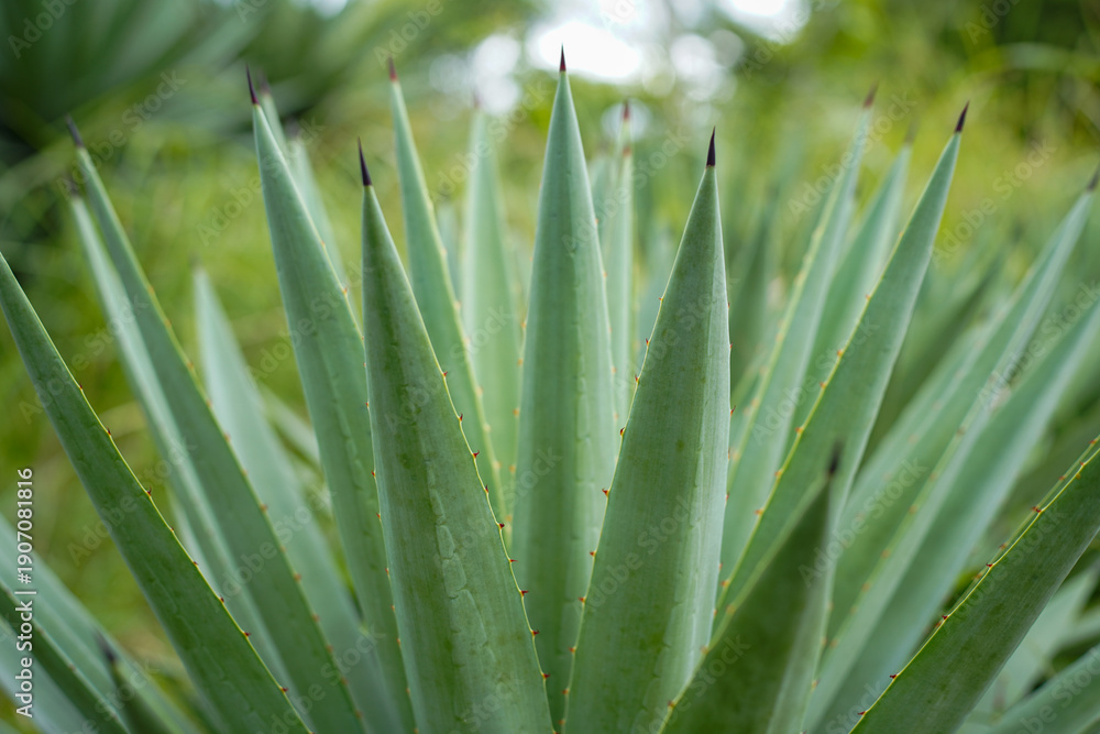 Fototapeta premium Close up of Agave plants in the garden making tequila industry tequila concept. Detailed close up of vibrant green agave plants leaves, showcasing their unique spiky textures and natural patterns