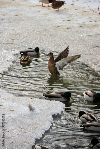 Mallard ducks swimming in a partially frozen pond with melting ice