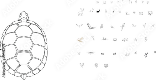 Turtle shell illustration on white background