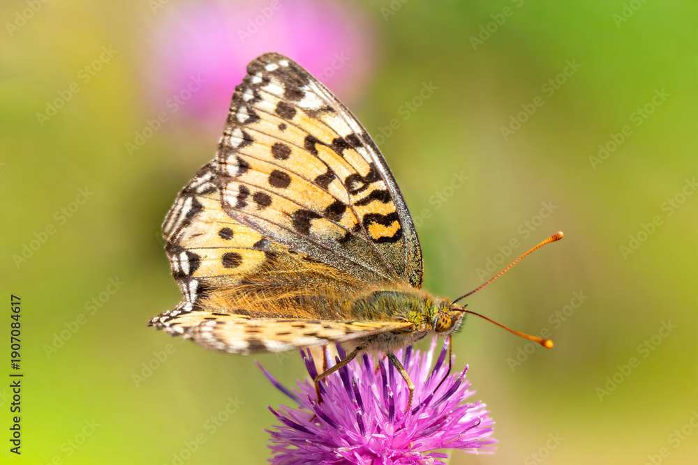 Obraz premium Dark Green Fritillary butterfly (Speyeria aglaia) with its wings outstretched which is found flying in spring and summer, macro nature photography of butterflies, close-up stock photo image