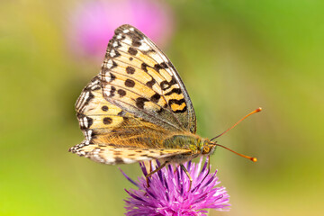 Dark Green Fritillary butterfly (Speyeria aglaia) with its wings outstretched which is found flying in spring and summer, macro nature photography of butterflies, close-up stock photo image